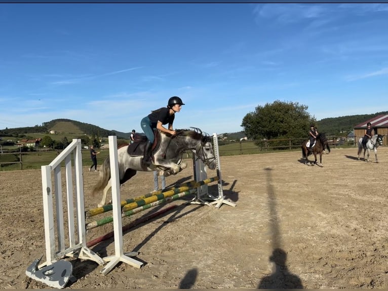 Classic Pony Hengst 4 Jahre 137 cm Schecke in Liencres