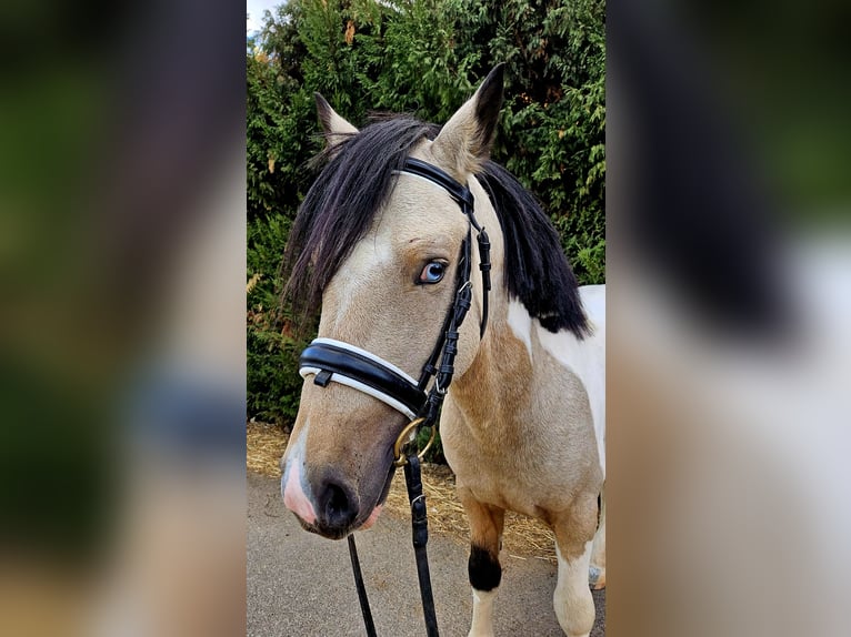 Classic Pony Hengst 4 Jahre Schecke in GROTE-BROGEL