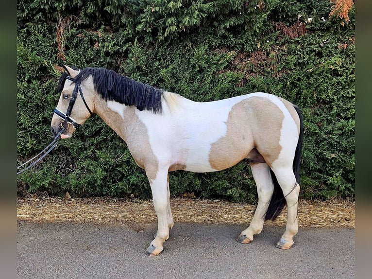 Classic Pony Hengst 4 Jahre Schecke in GROTE-BROGEL