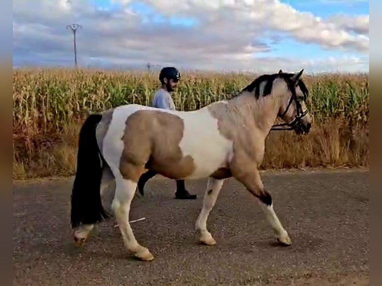 Classic Pony Hengst 4 Jahre Schecke in GROTE-BROGEL