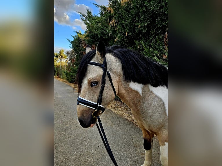 Classic Pony Hengst 4 Jahre Schecke in GROTE-BROGEL