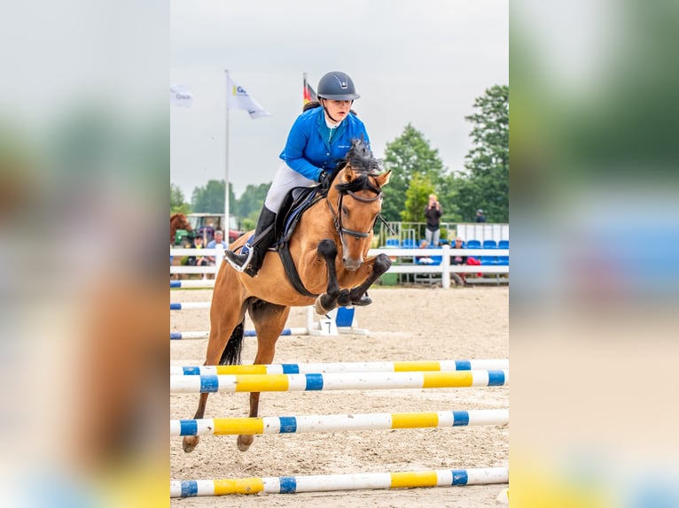 Classic Pony Hengst 6 Jaar 148 cm Lichtbruin in Nowe  Miasteczko