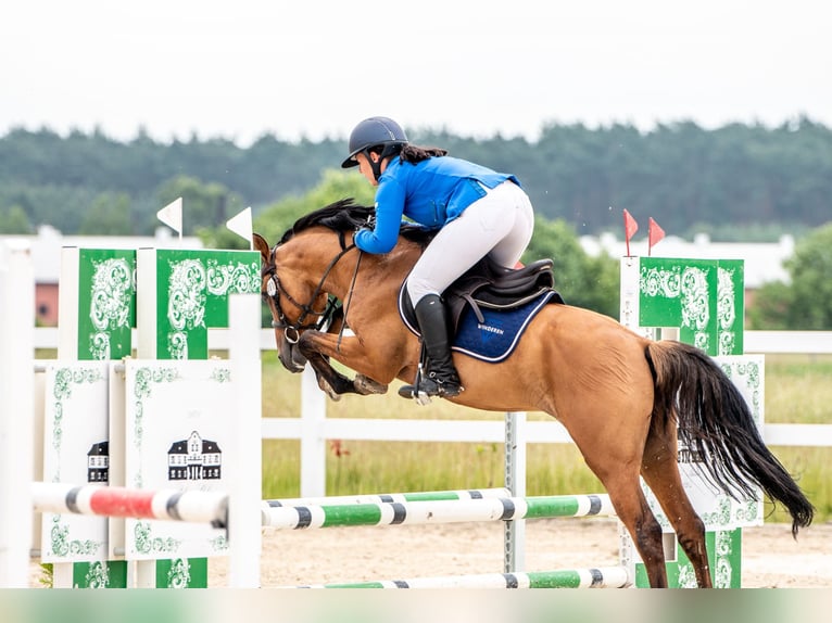 Classic Pony Hengst 6 Jaar 148 cm Lichtbruin in Nowe  Miasteczko