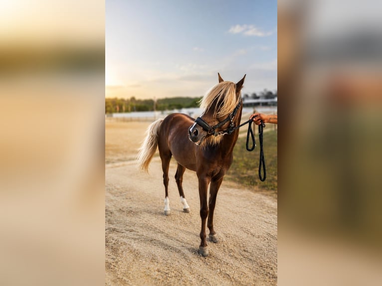 Classic Pony Hengst 7 Jahre 138 cm Buckskin in Santa Eulalia