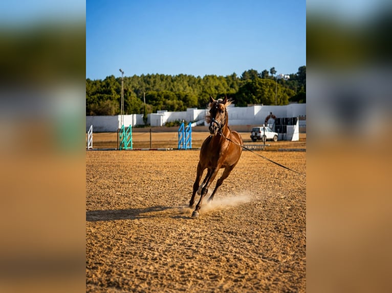 Classic Pony Hengst 7 Jahre 138 cm Buckskin in Santa Eulalia