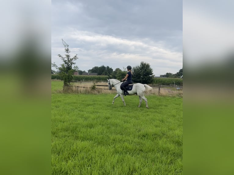 Classic Pony Hengst 8 Jahre 144 cm Tigerschecke in Rietberg