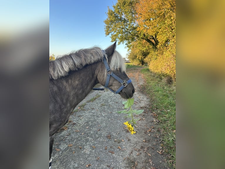 Classic Pony Hengst  in Senden