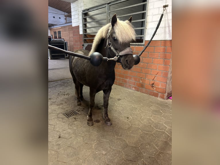 Classic Pony Hengst  in Senden