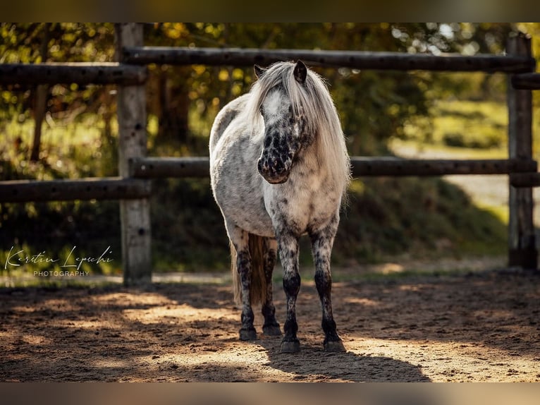 Classic Pony Mix Hengst Fohlen (04/2026) 100 cm  in Geroldsgrün