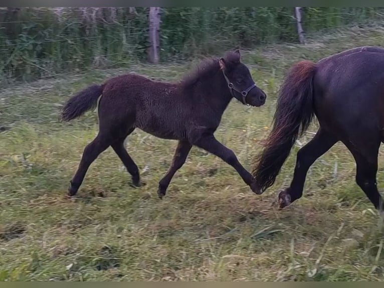Classic Pony Hengst  110 cm Tigerschecke in Grimmen