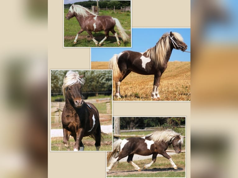 Classic Pony Hengst  110 cm Tigerschecke in Grimmen