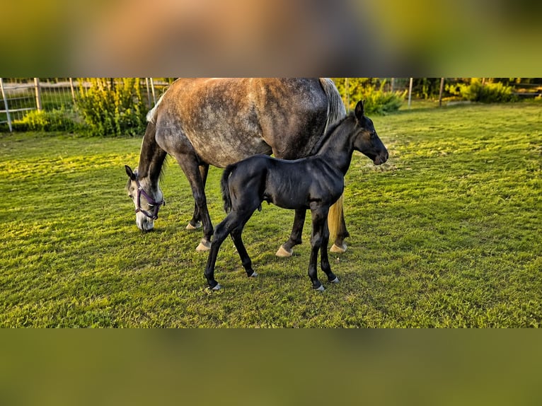 Classic Pony Hengst Fohlen (07/2026) Rappe in Helpfautt