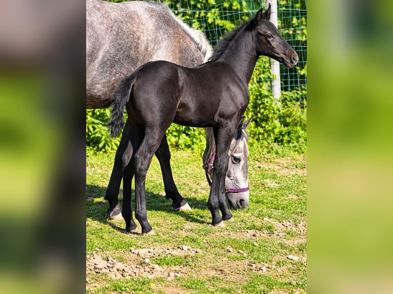Classic Pony Hengst Fohlen (07/2026) Rappe in Helpfautt