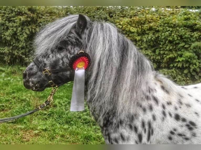 Classic Pony Hengst Tigerschecke in Sulzberg