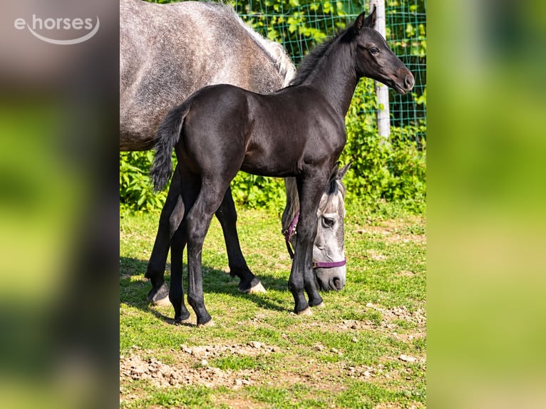 Classic Pony Hengst Veulen (07/2026) Zwart in Helpfautt