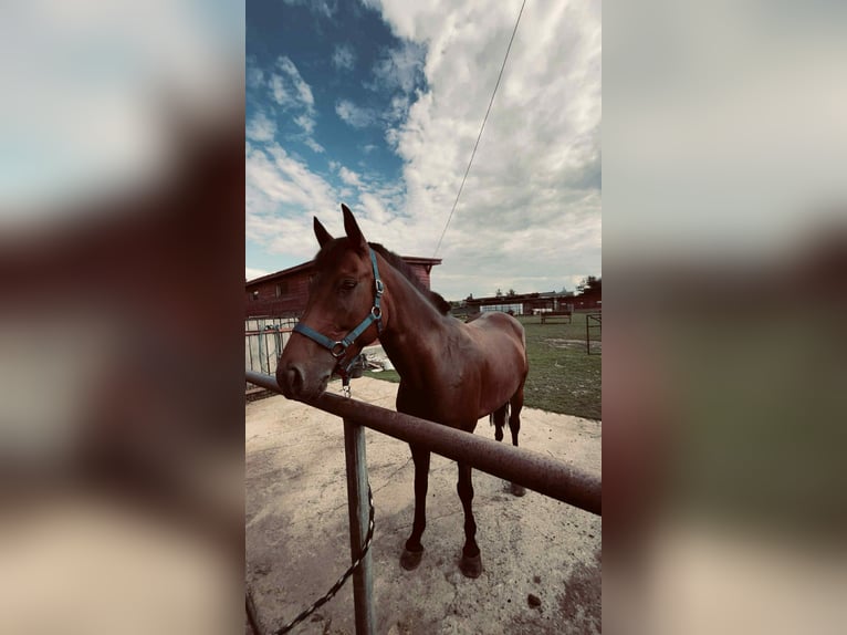 Classic Pony Mix Klacz 10 lat 146 cm Gniada in Gheorgheni