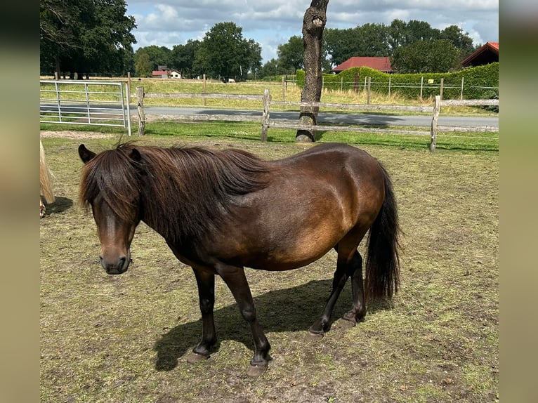 Classic Pony Klacz 11 lat 110 cm Skarogniada in Steinau