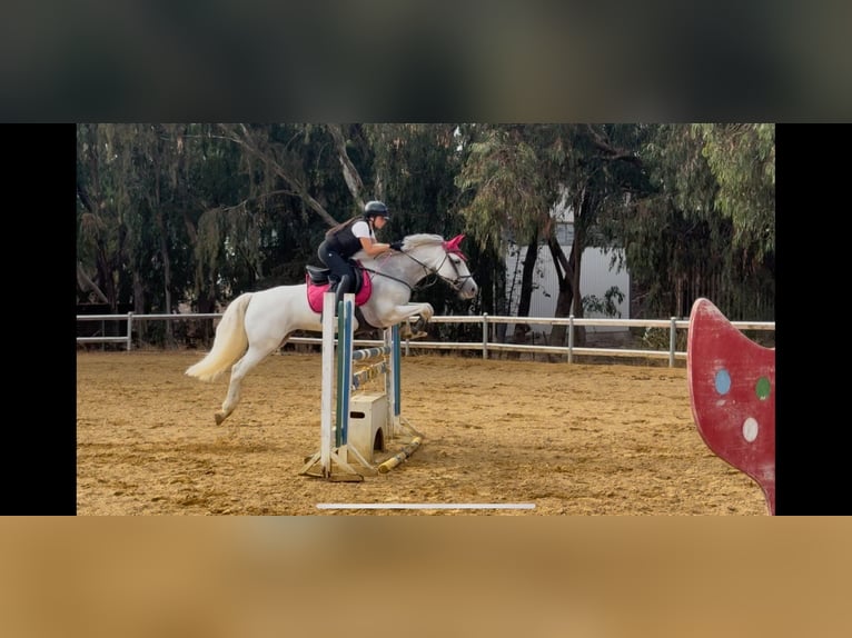 Classic Pony Klacz 11 lat 147 cm Biała in Agrigento