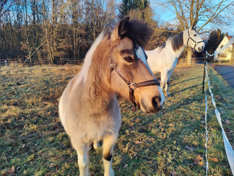 Classic Pony Mix Klacz 13 lat 120 cm Srokata in Boxberg/Oberlausitz