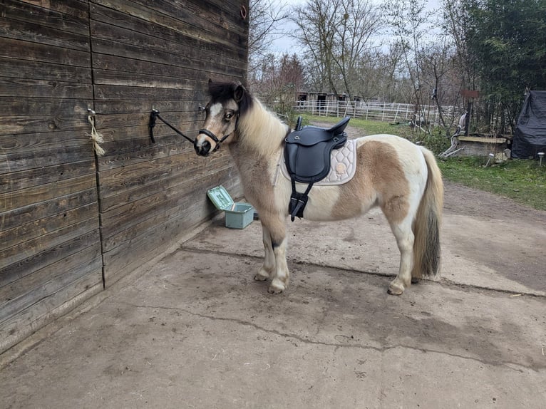 Classic Pony Mix Klacz 13 lat 120 cm Srokata in Boxberg/Oberlausitz