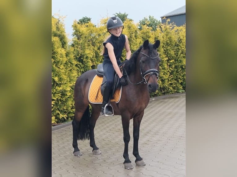 Classic Pony Mix Klacz 14 lat 125 cm Gniada in Kaldenkirchen