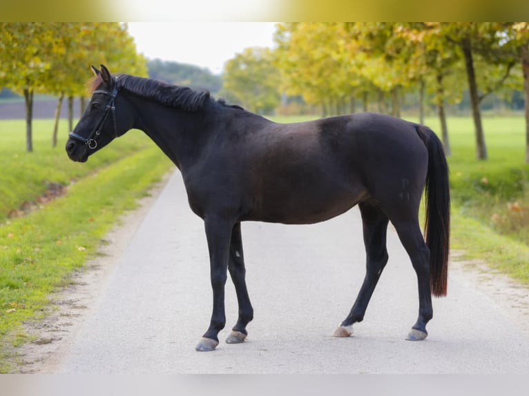 Classic Pony Klacz 14 lat 145 cm Kara in Tabajd