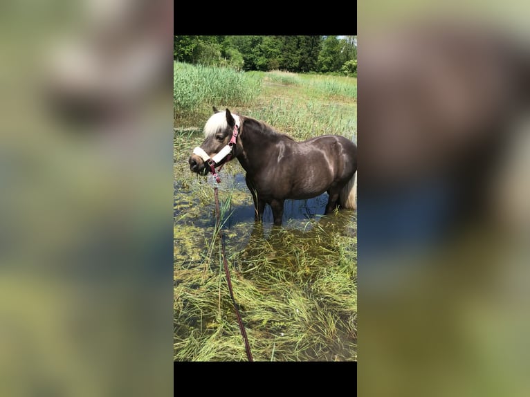 Classic Pony Mix Klacz 15 lat 125 cm Gniada in Philippsburg