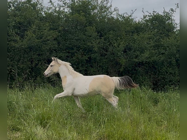 Classic Pony Mix Klacz 1 Rok 150 cm Szampańska in Montceau-les-Mines