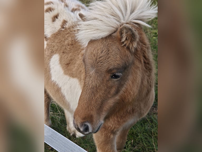 Classic Pony Klacz 1 Rok Tarantowata in Heringsdorf