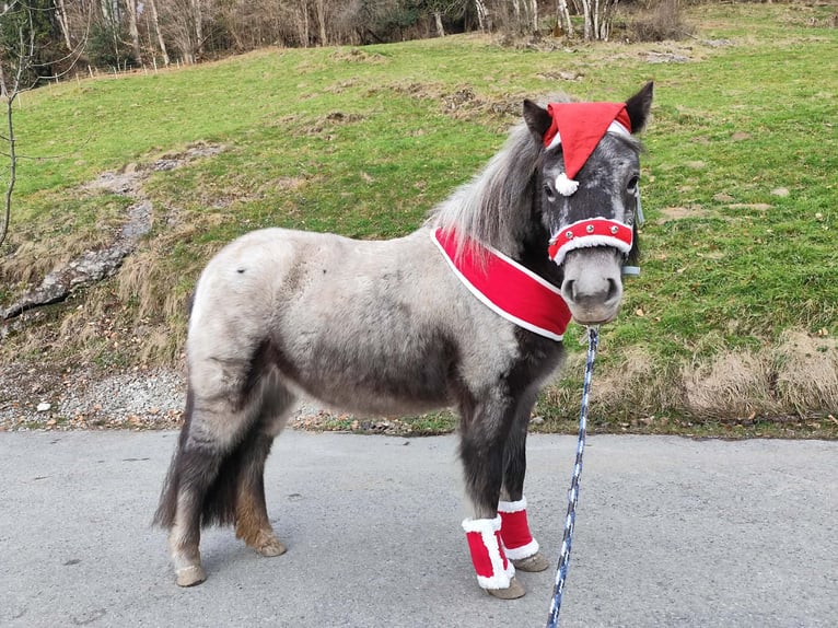 Classic Pony Mix Klacz 3 lat 115 cm Tarantowata in Fraxern