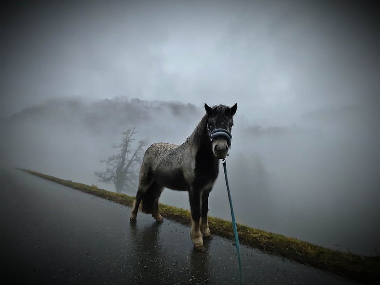 Classic Pony Mix Klacz 3 lat 115 cm Tarantowata in Fraxern