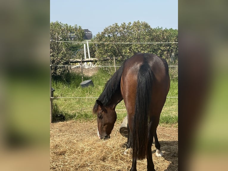 Classic Pony Mix Klacz 3 lat 137 cm Gniada in Maceira