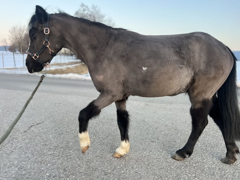 Classic Pony Klacz 4 lat 115 cm Kara in Uttendorf
