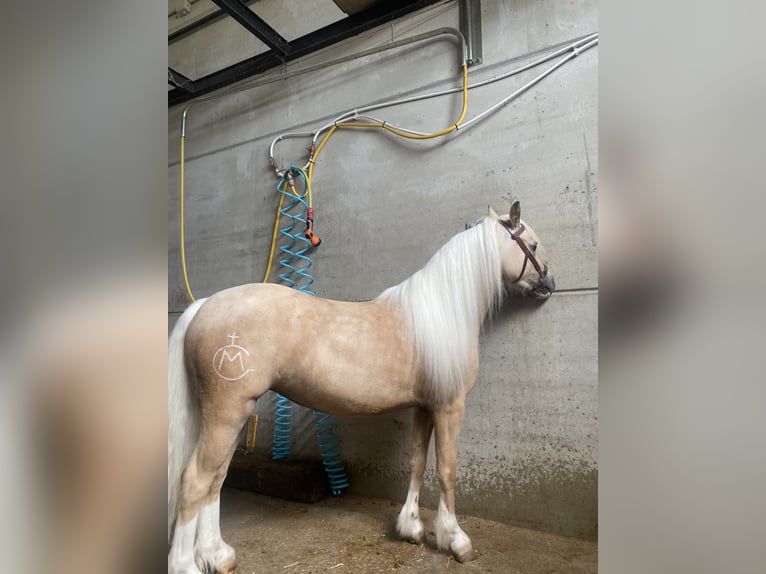 Classic Pony Mix Klacz 4 lat 120 cm Perłowa in Anchuelonchuelo