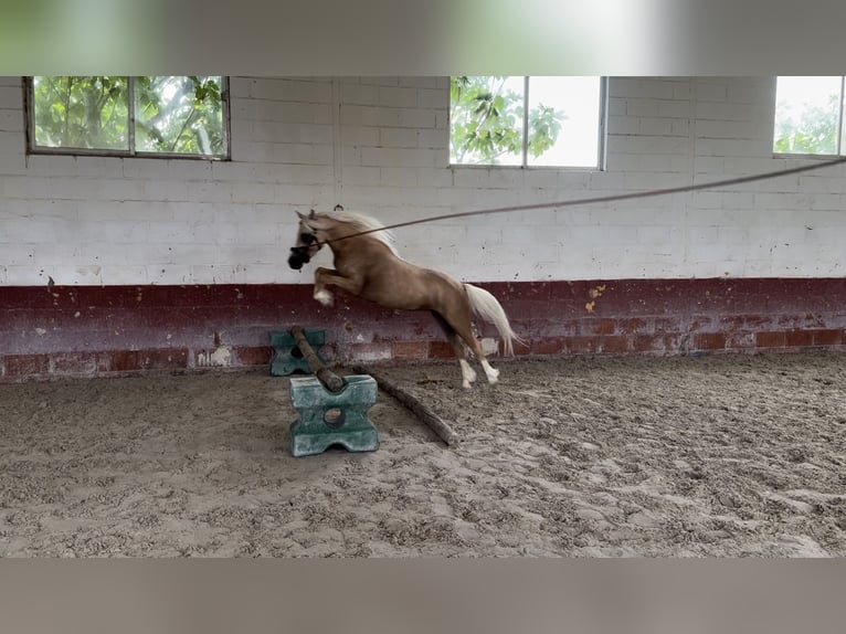 Classic Pony Mix Klacz 4 lat 120 cm Perłowa in Anchuelonchuelo