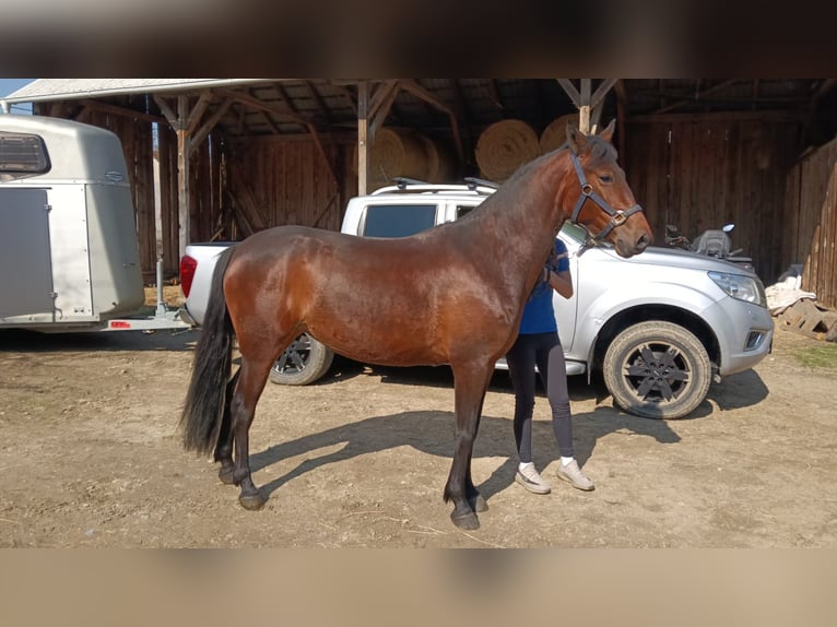 Classic Pony Mix Klacz 4 lat 147 cm Gniada in Lipik