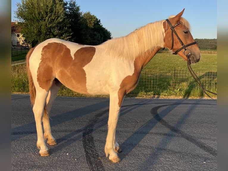 Classic Pony Klacz 4 lat 149 cm Srokata in Uttendorf