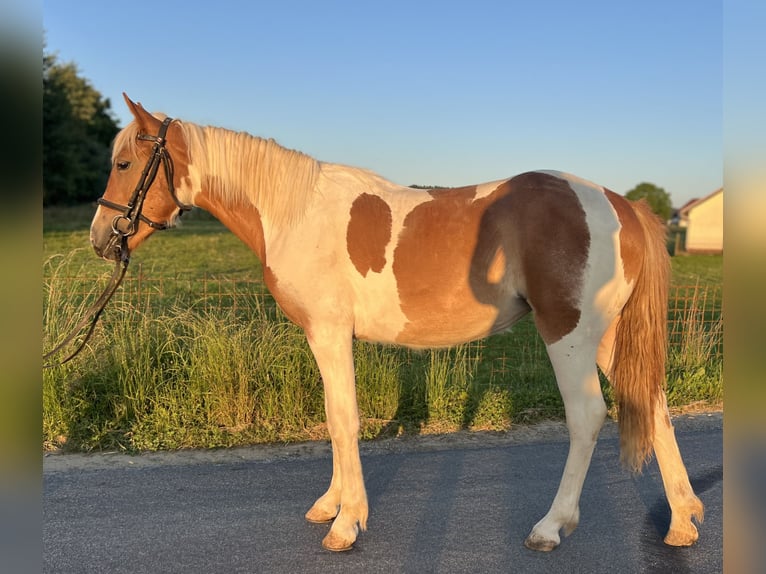 Classic Pony Klacz 4 lat 149 cm Srokata in Uttendorf