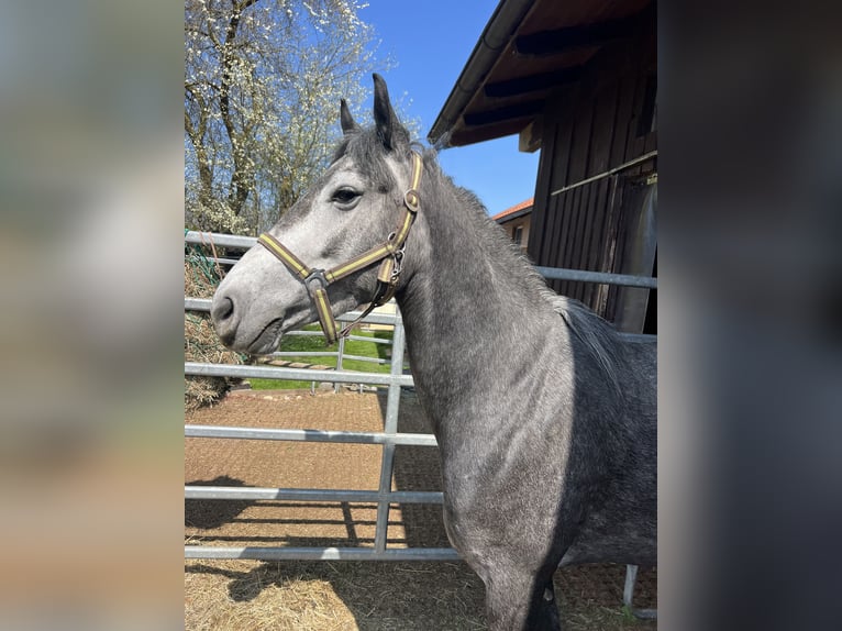 Classic Pony Klacz 4 lat 152 cm Karosiwa in HelpfauÖsterreich