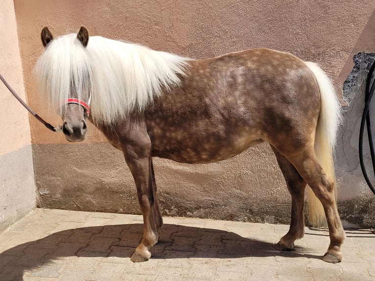 Classic Pony Klacz 5 lat 105 cm Kasztanowata in Simmershofen