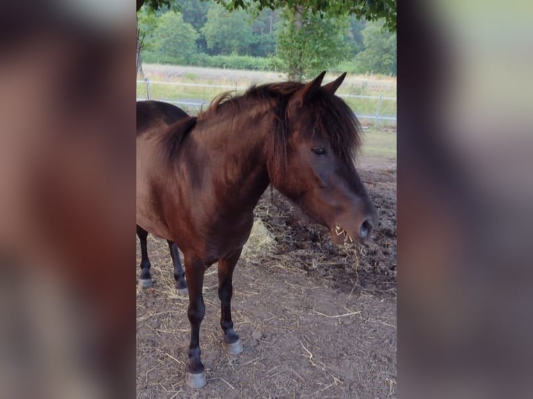 Classic Pony Klacz 5 lat 116 cm Kara in Hille