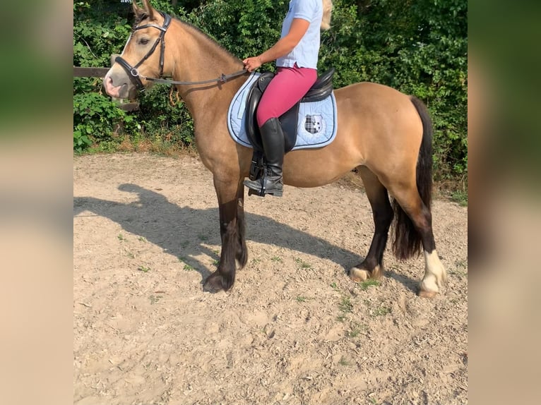Classic Pony Mix Klacz 5 lat 135 cm Bułana in Kassel