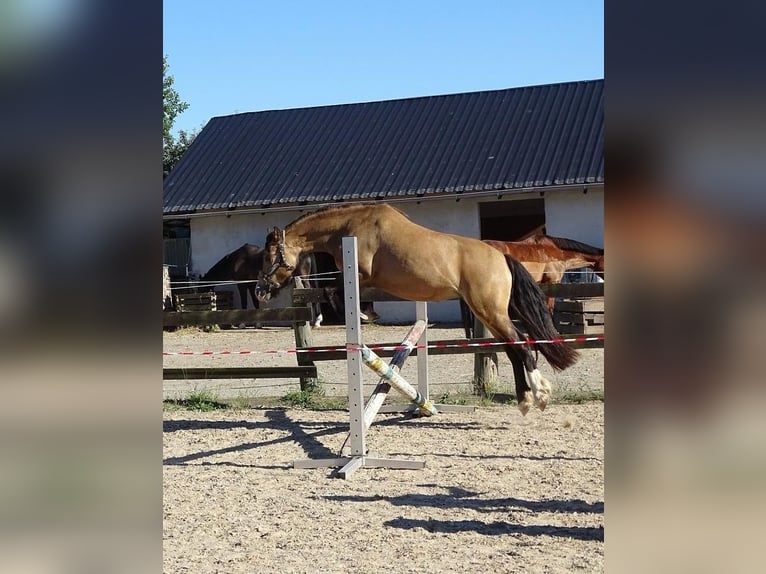 Classic Pony Mix Klacz 5 lat 135 cm Bułana in Kassel