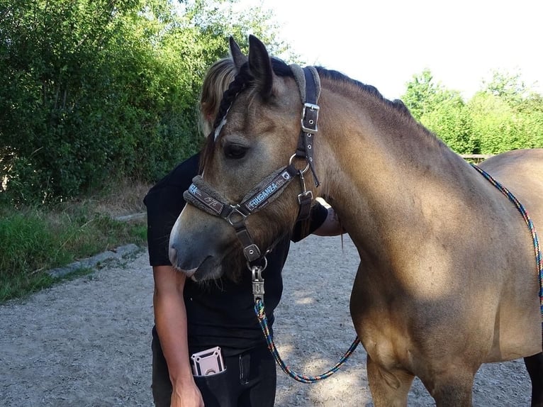 Classic Pony Mix Klacz 5 lat 135 cm Bułana in Kassel