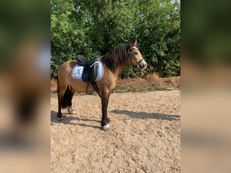 Classic Pony Mix Klacz 5 lat 135 cm Bułana in Kassel