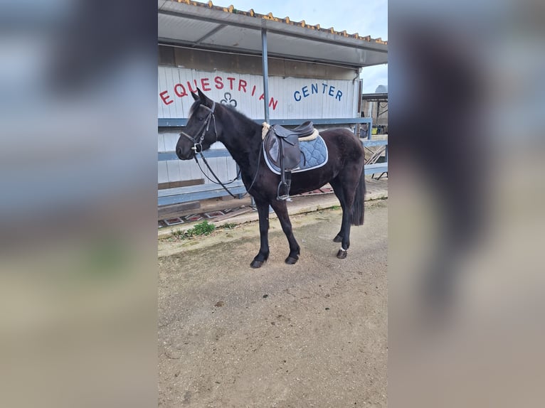 Classic Pony Klacz 5 lat 139 cm Kara in Solarino