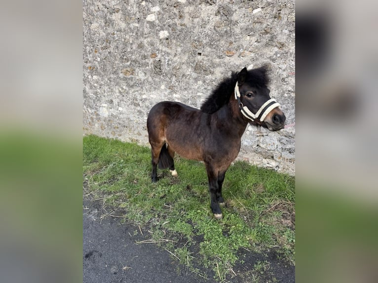 Classic Pony Klacz 6 lat 110 cm Skarogniada in Champlat et boujacourt