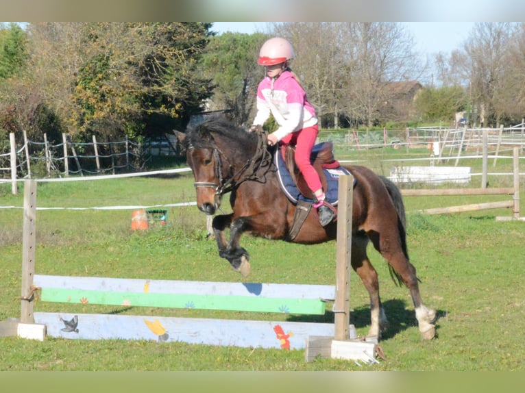 Classic Pony Klacz 6 lat 125 cm Gniada in Montauban