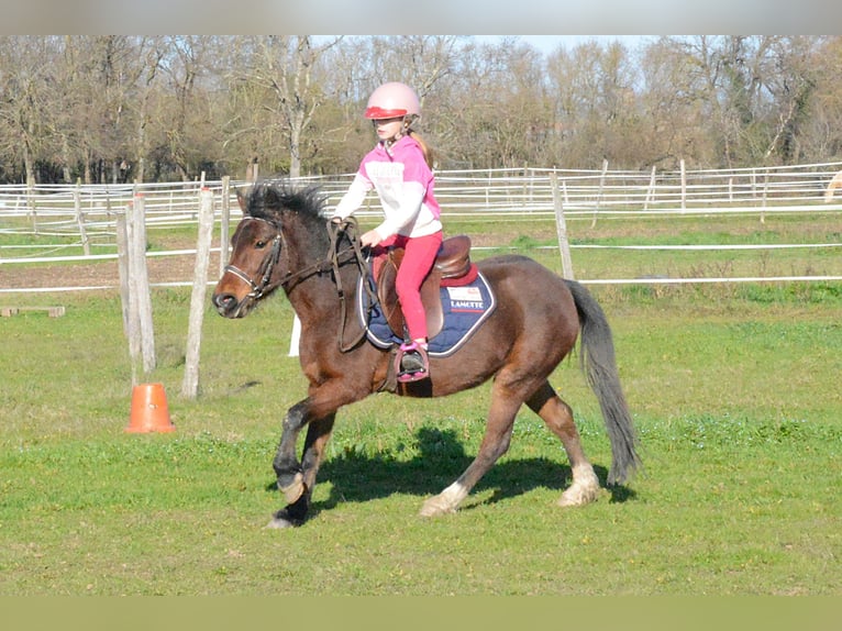 Classic Pony Klacz 6 lat 125 cm Gniada in Montauban
