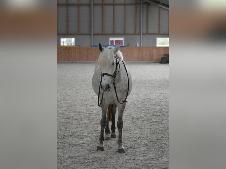 Classic Pony Klacz 6 lat Stalowosiwy in Nijkerk